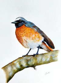 The Common Redstart